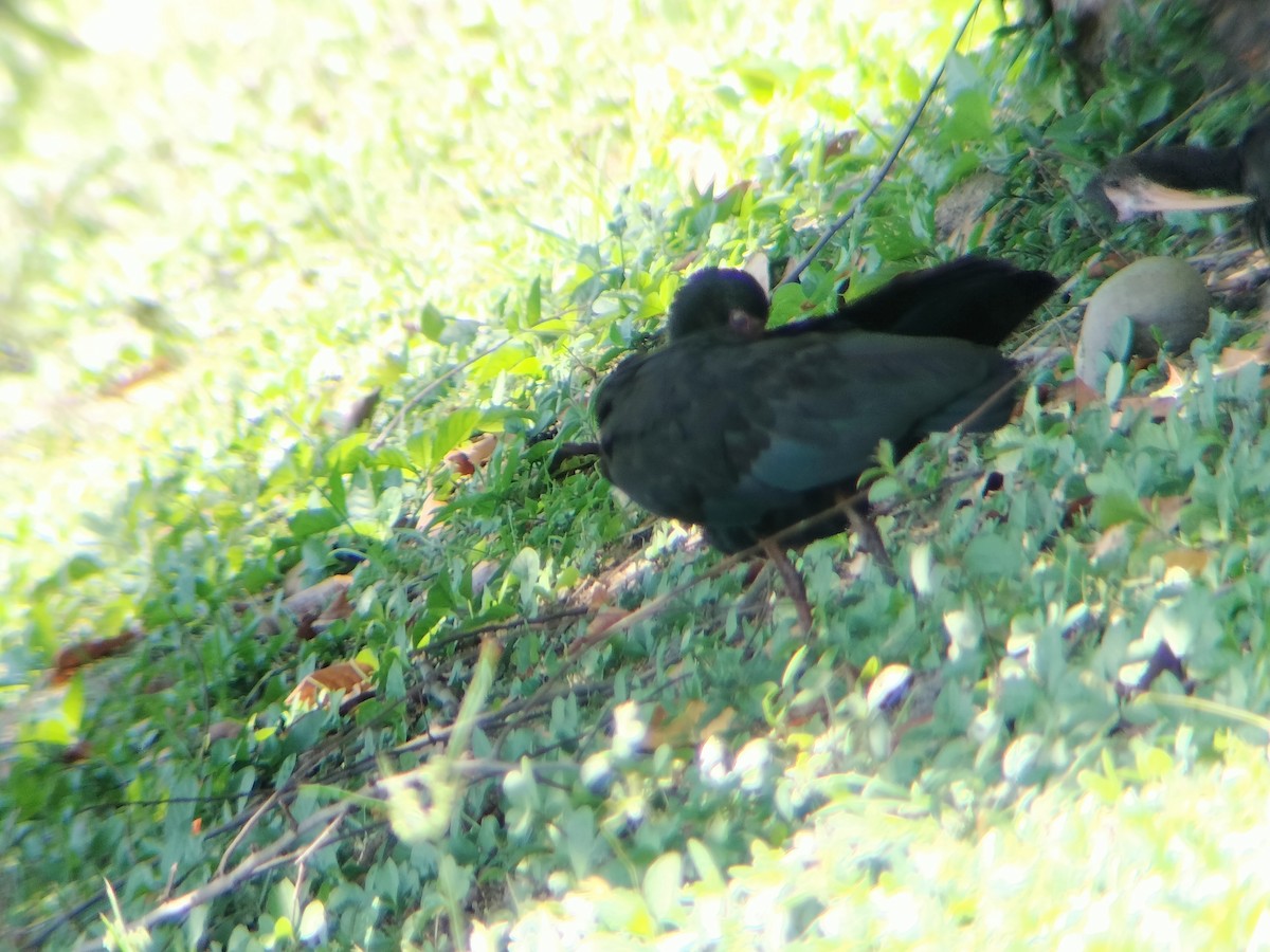 Ibis Afeitado - ML643421877