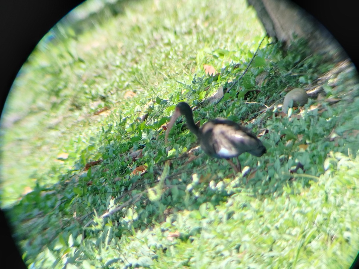 Ibis Afeitado - ML643421879