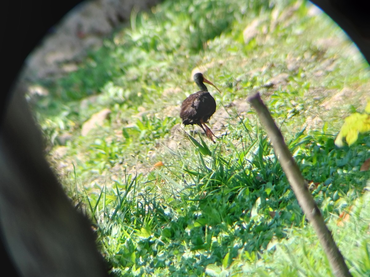 Ibis Afeitado - ML643421880