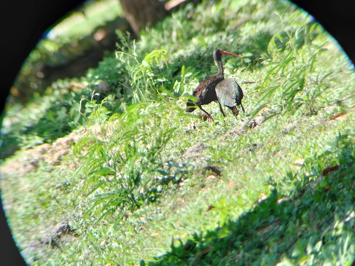 Ibis Afeitado - ML643421886