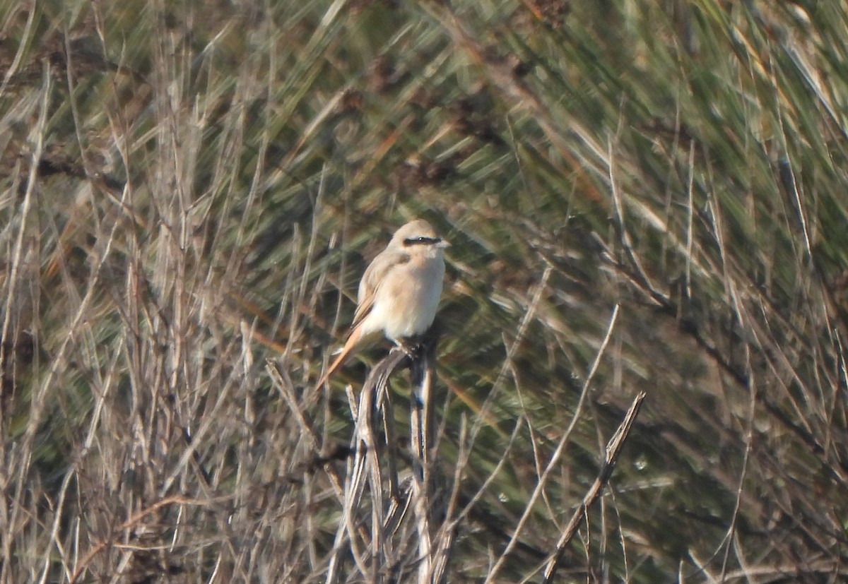 Isabelline Shrike - ML643421898