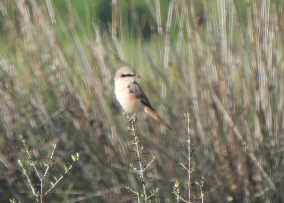Isabelline Shrike - ML643421899