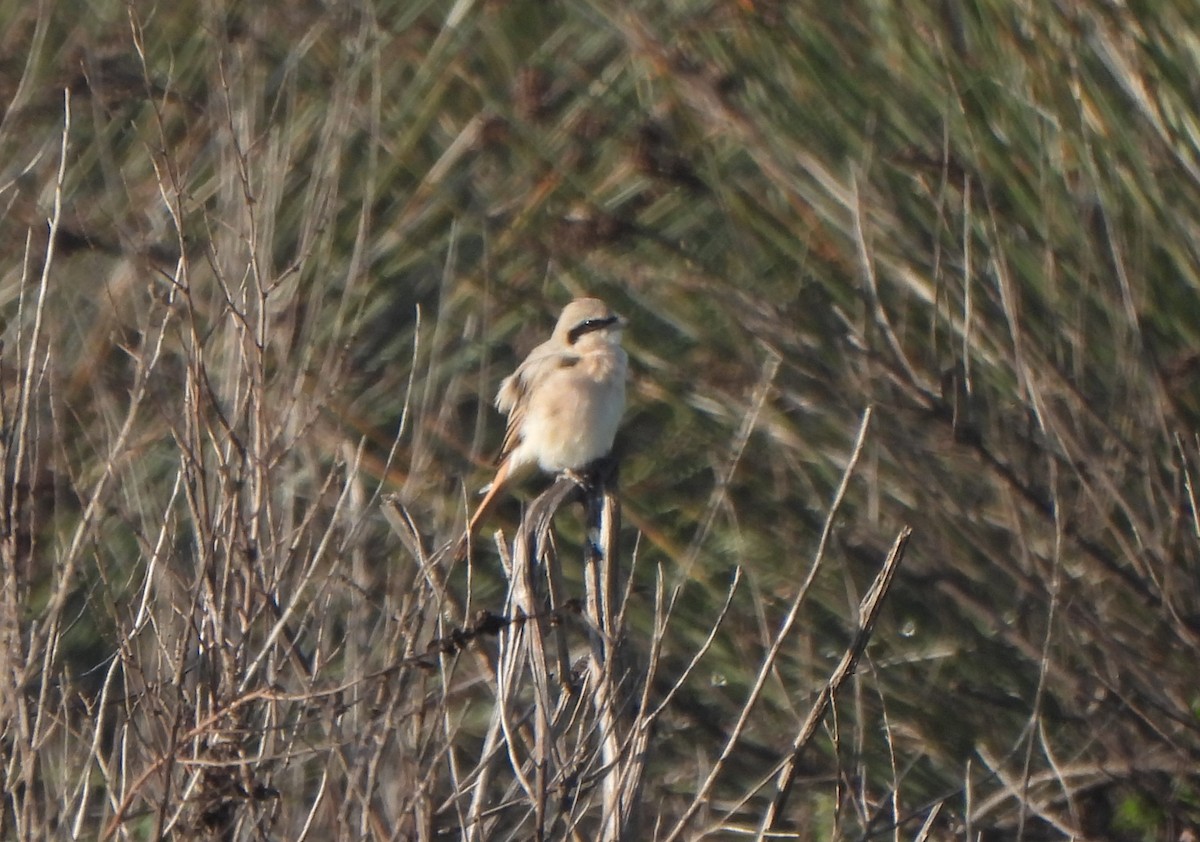 Isabelline Shrike - ML643421900