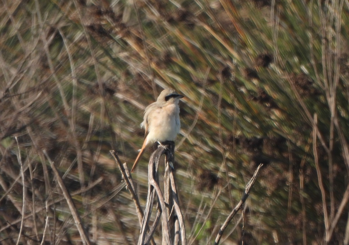 Isabelline Shrike - ML643421901