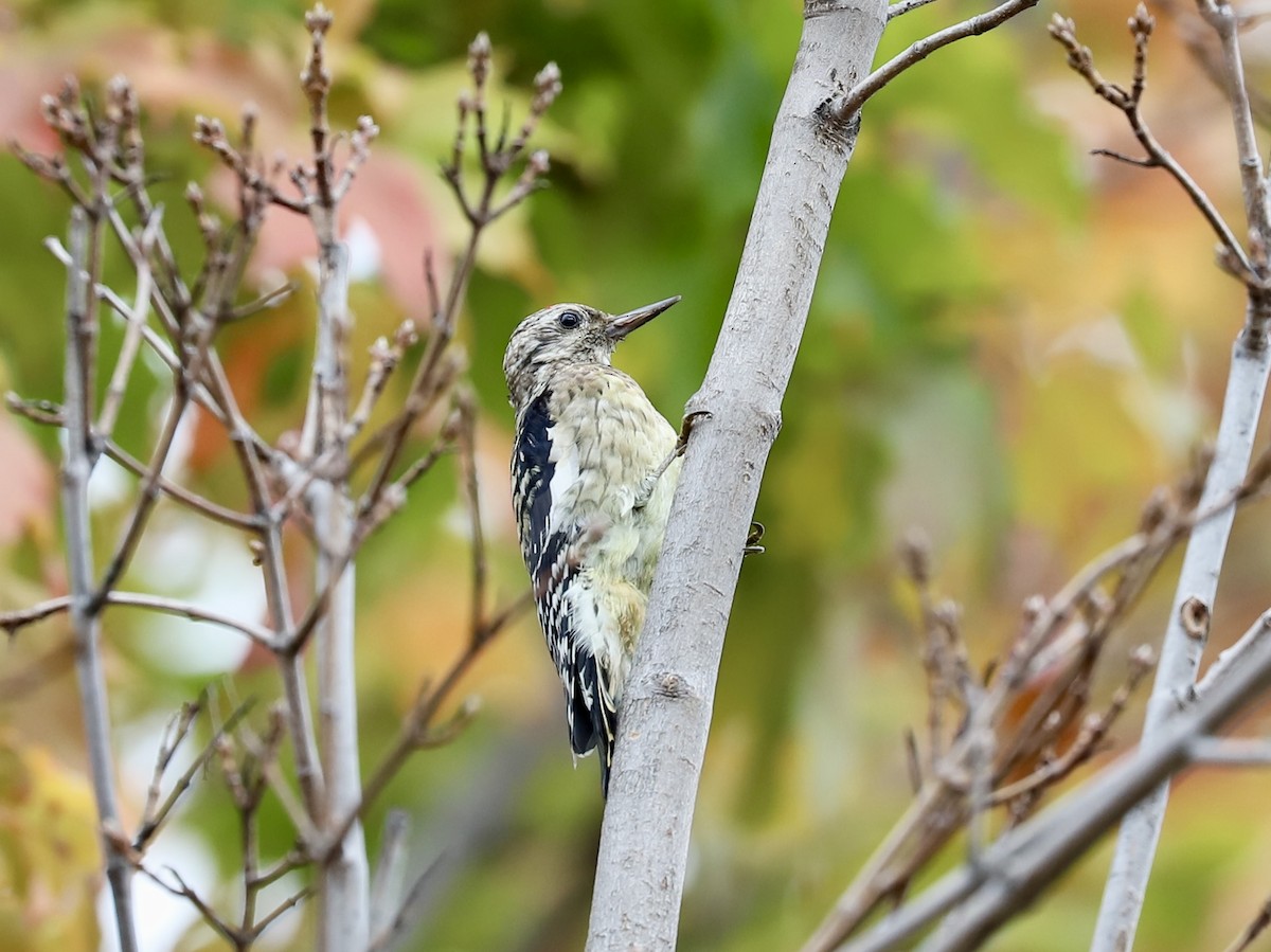 Yellow-bellied Sapsucker - ML643421912
