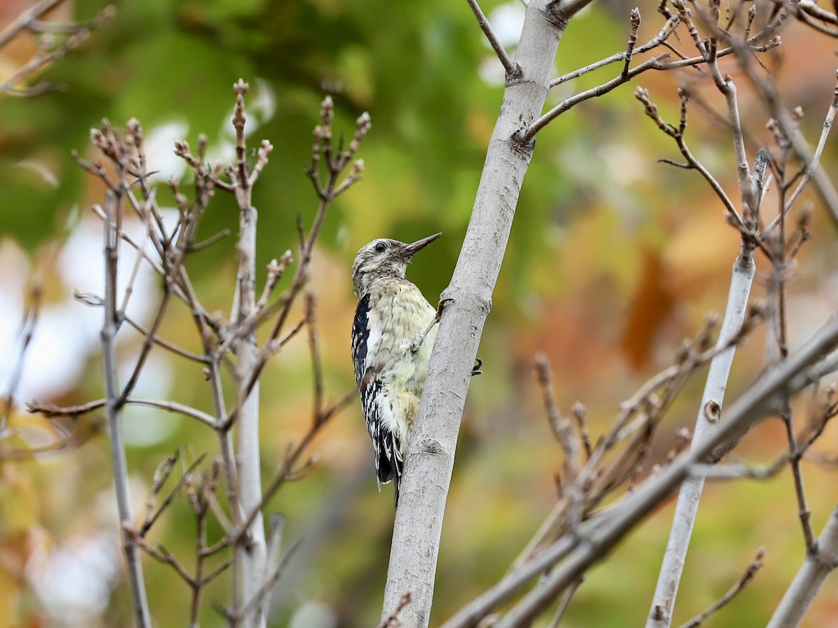 Yellow-bellied Sapsucker - ML643421913