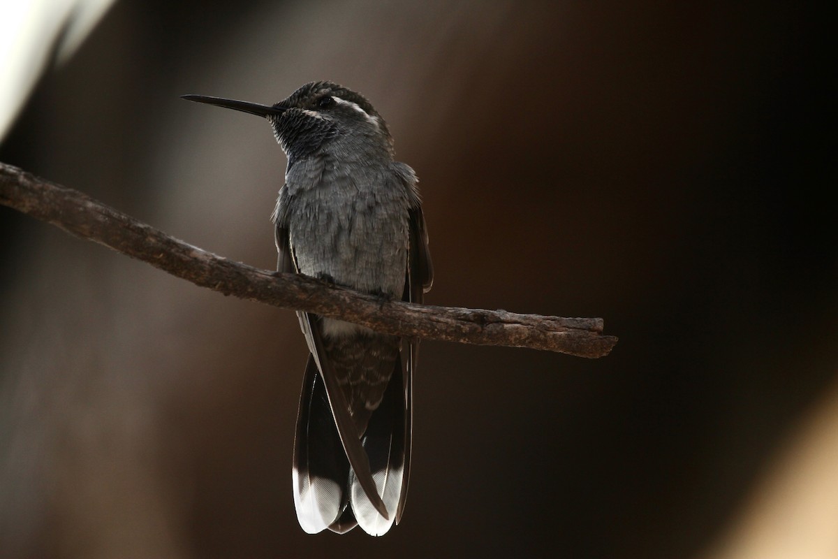 Blue-throated Mountain-gem - ML643421923