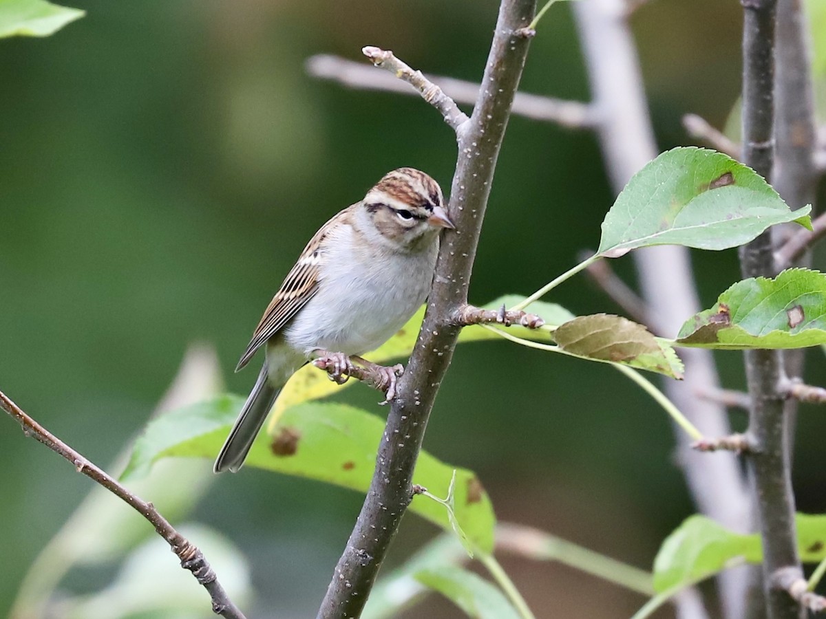 Chipping Sparrow - ML643421969