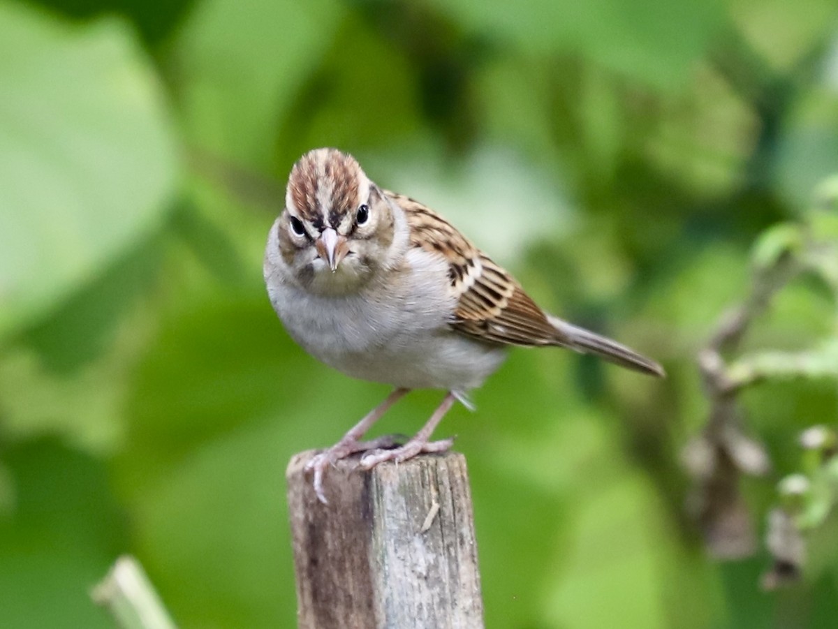 Chipping Sparrow - ML643421970