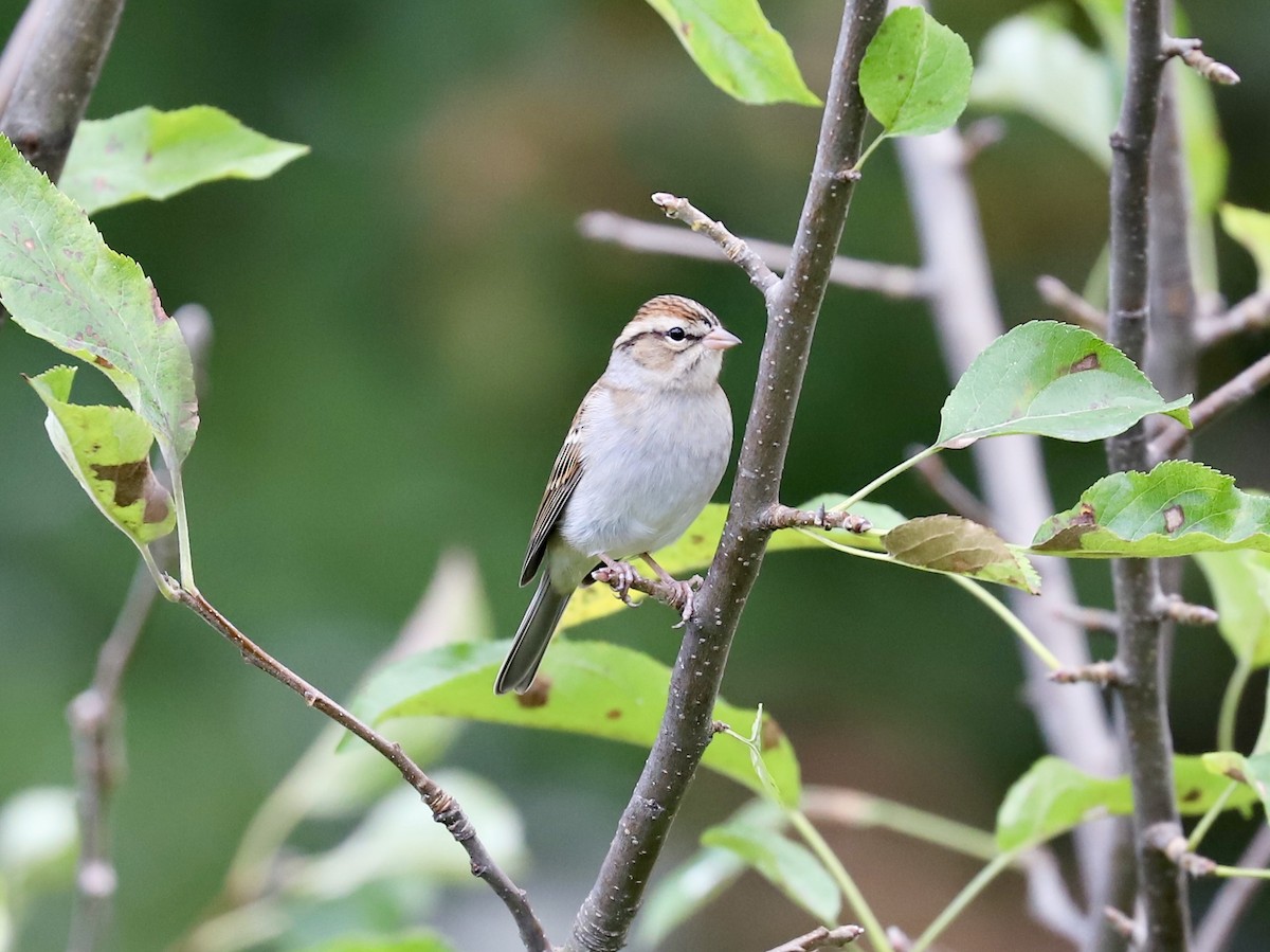 Chipping Sparrow - ML643421971