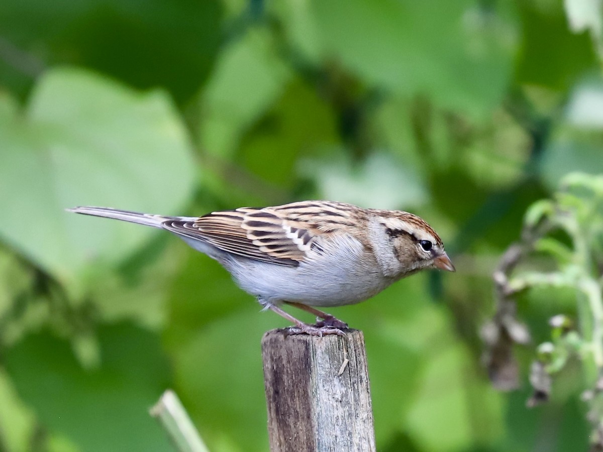 Chipping Sparrow - ML643421972