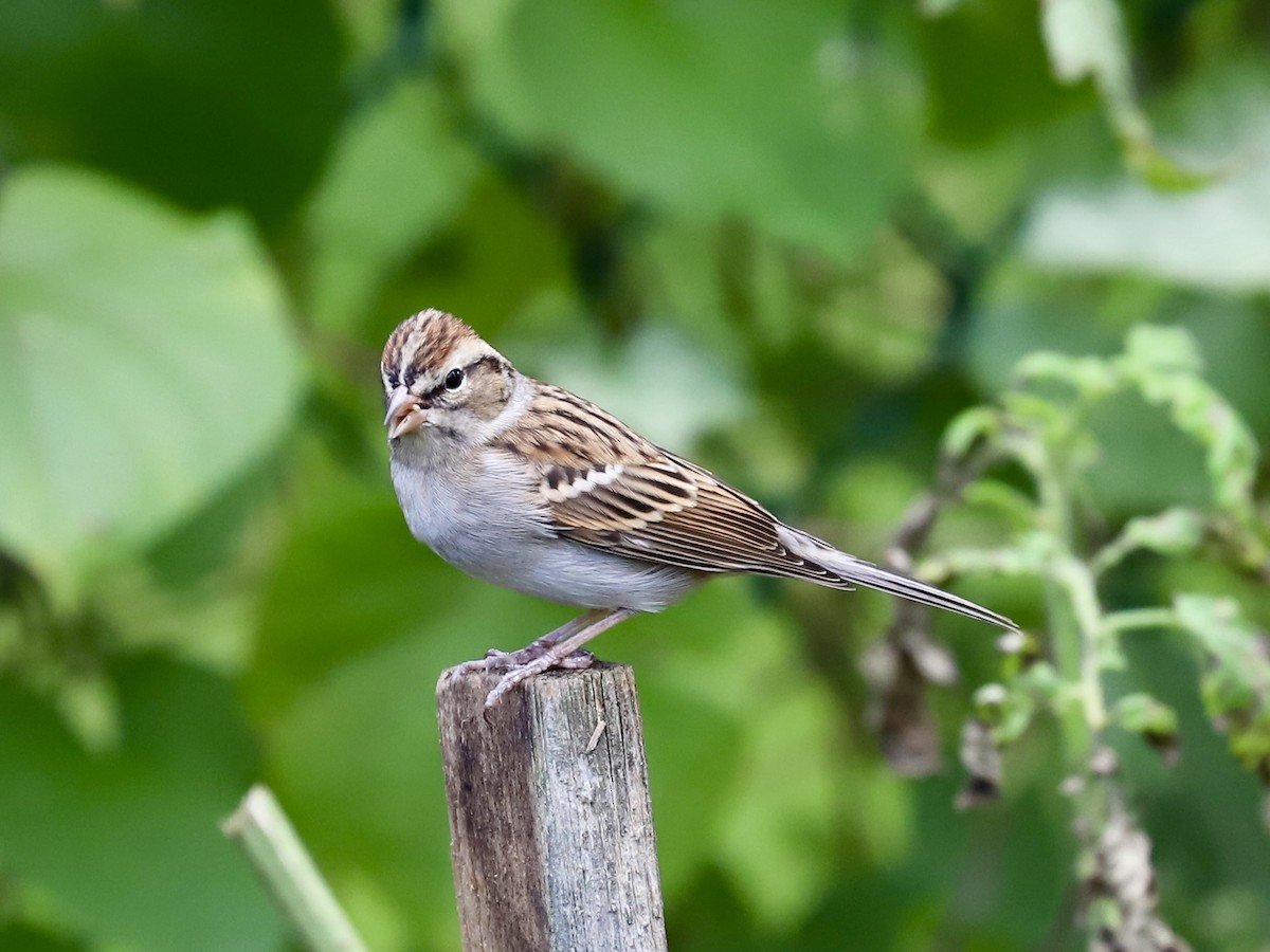 Chipping Sparrow - ML643421973