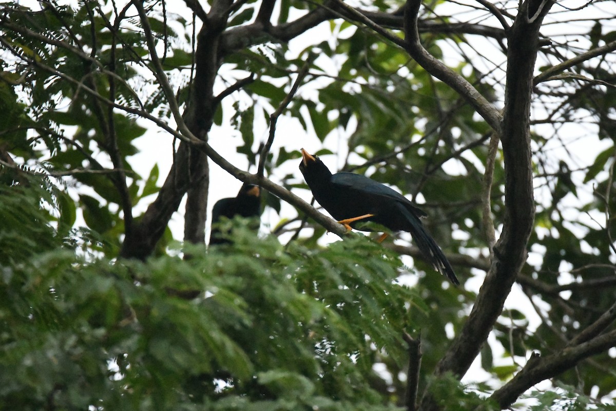 Yucatan Jay - ML643421990