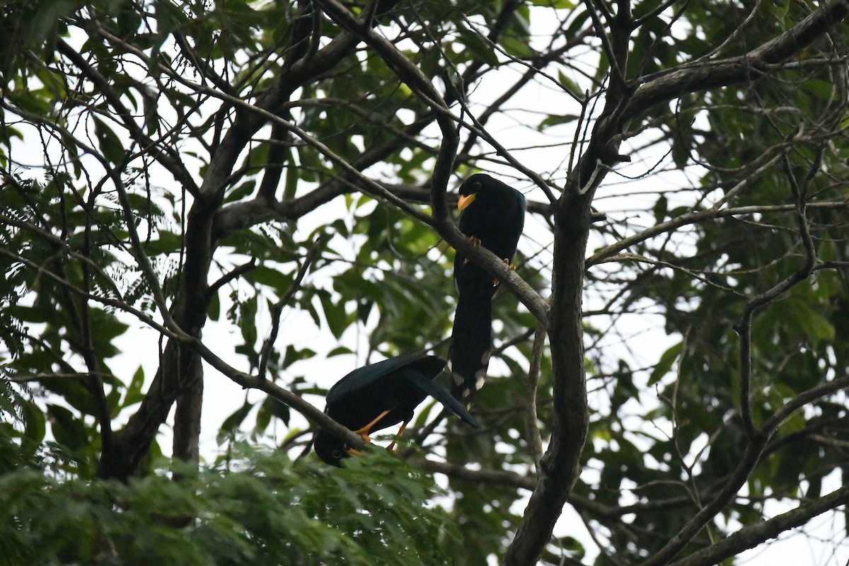 Yucatan Jay - ML643421991
