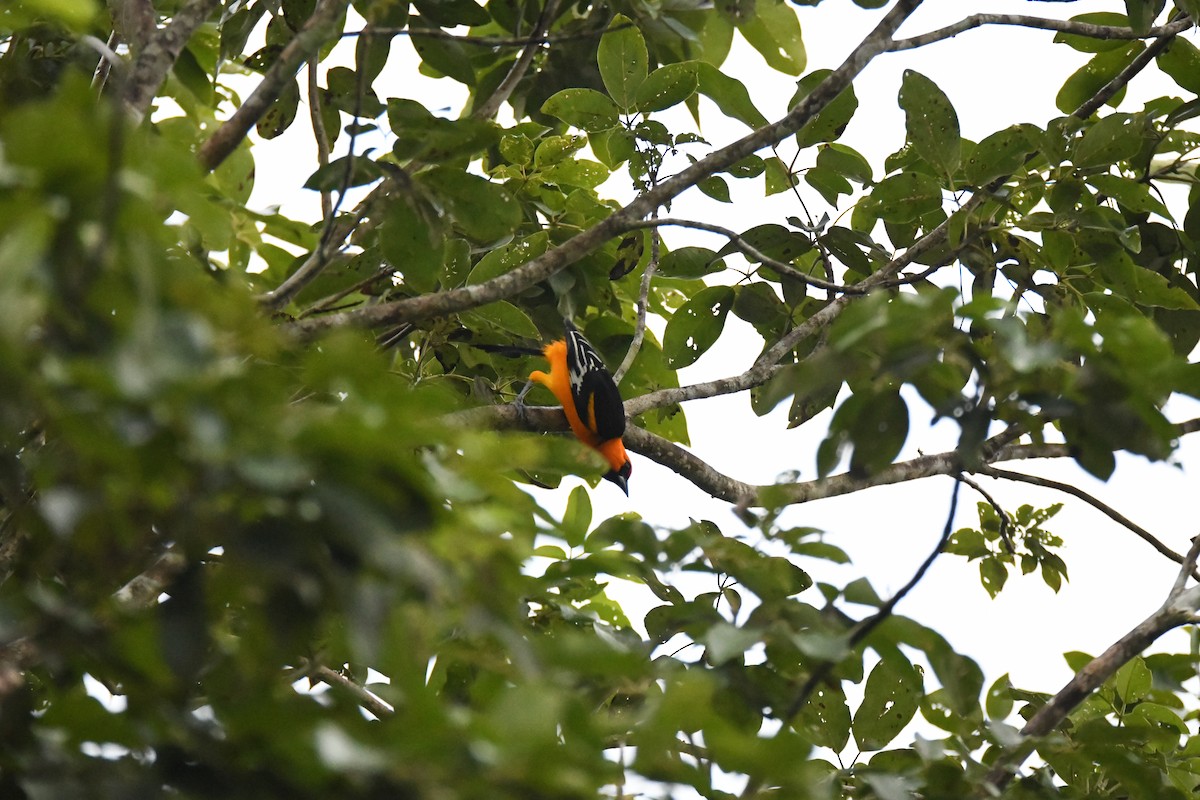 Altamira Oriole - ML643422005