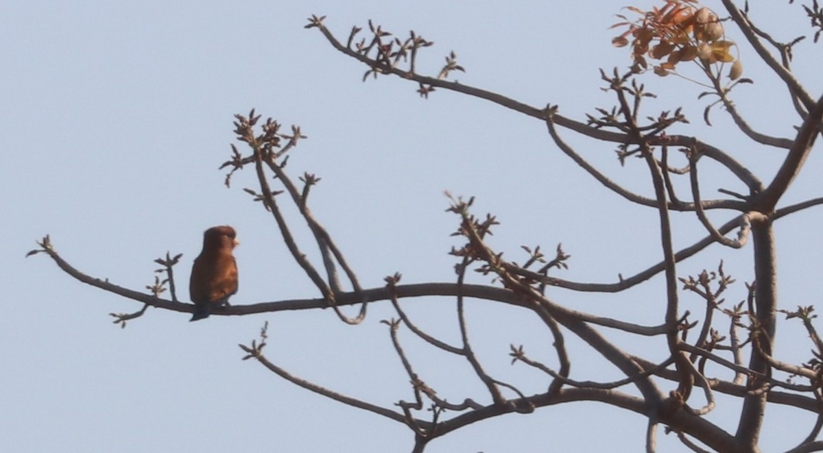 Broad-billed Roller - Nyreen Roberts
