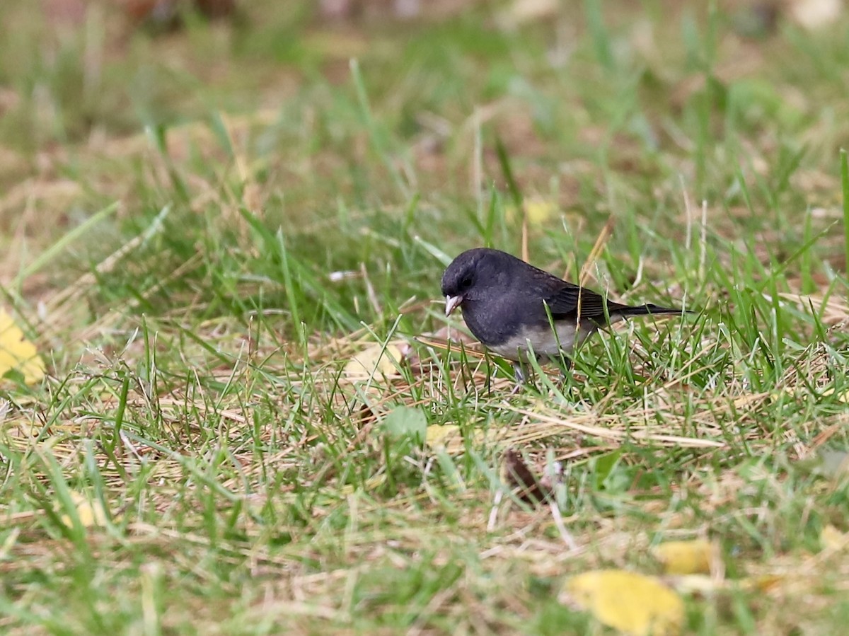 Dark-eyed Junco - ML643422017