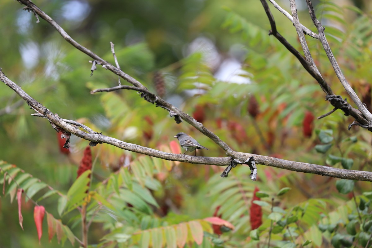 Dark-eyed Junco - ML643422018