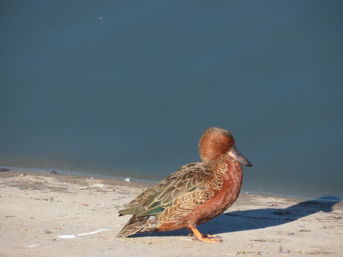 Cinnamon Teal - ML643422021