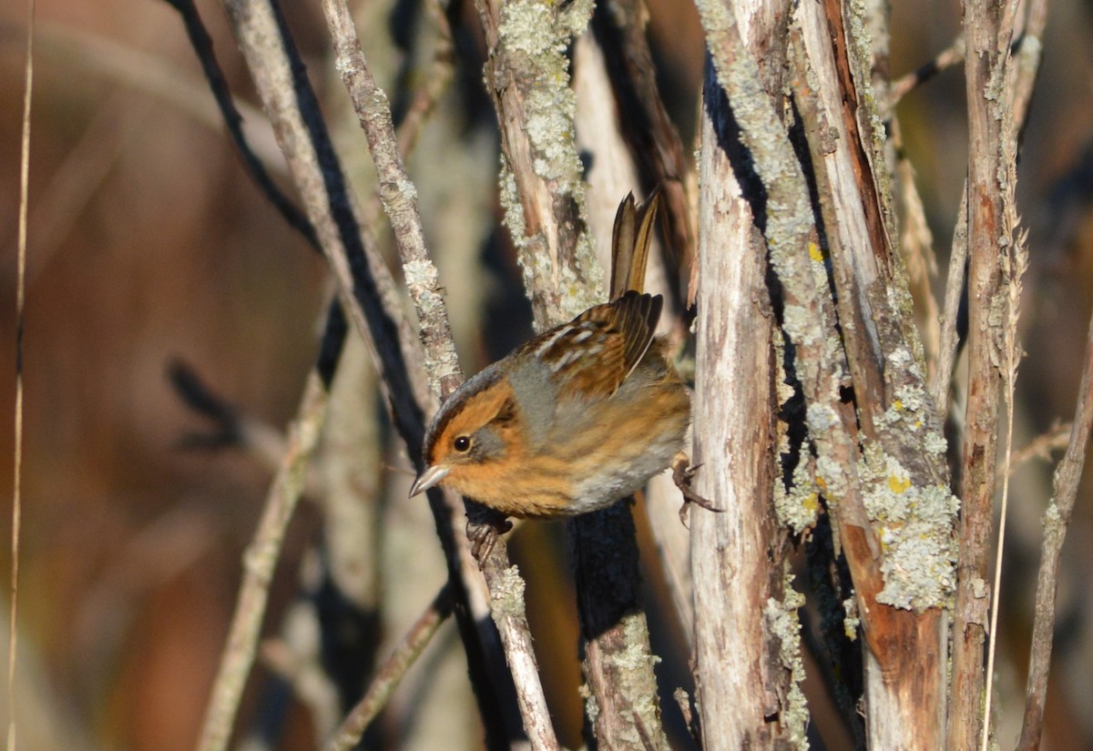 Nelson's Sparrow - ML643422025