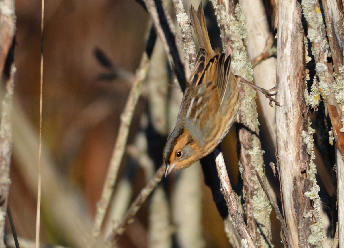 Nelson's Sparrow - ML643422026