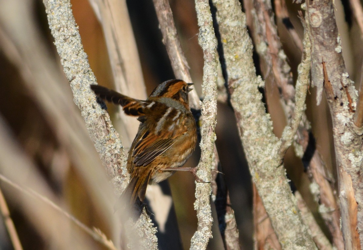 Nelson's Sparrow - ML643422027