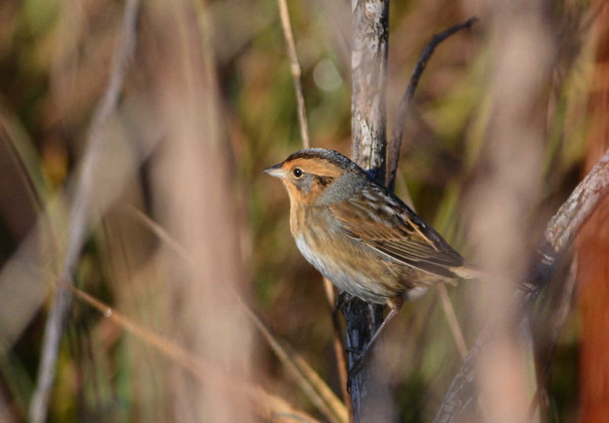 Nelson's Sparrow - ML643422028
