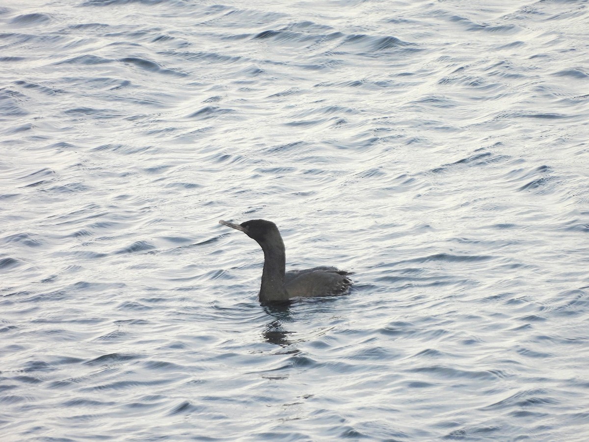 Pelagic Cormorant - ML643422033