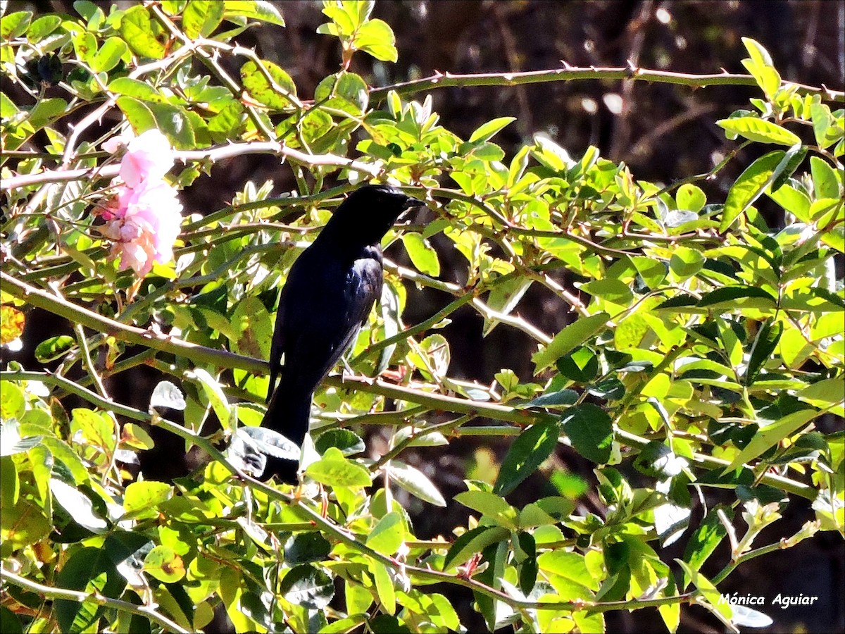 Fork-tailed Drongo - ML643422045
