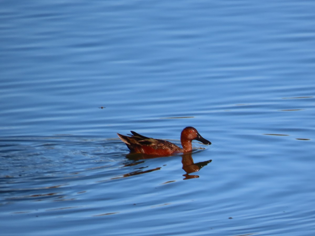 Cinnamon Teal - ML643422051