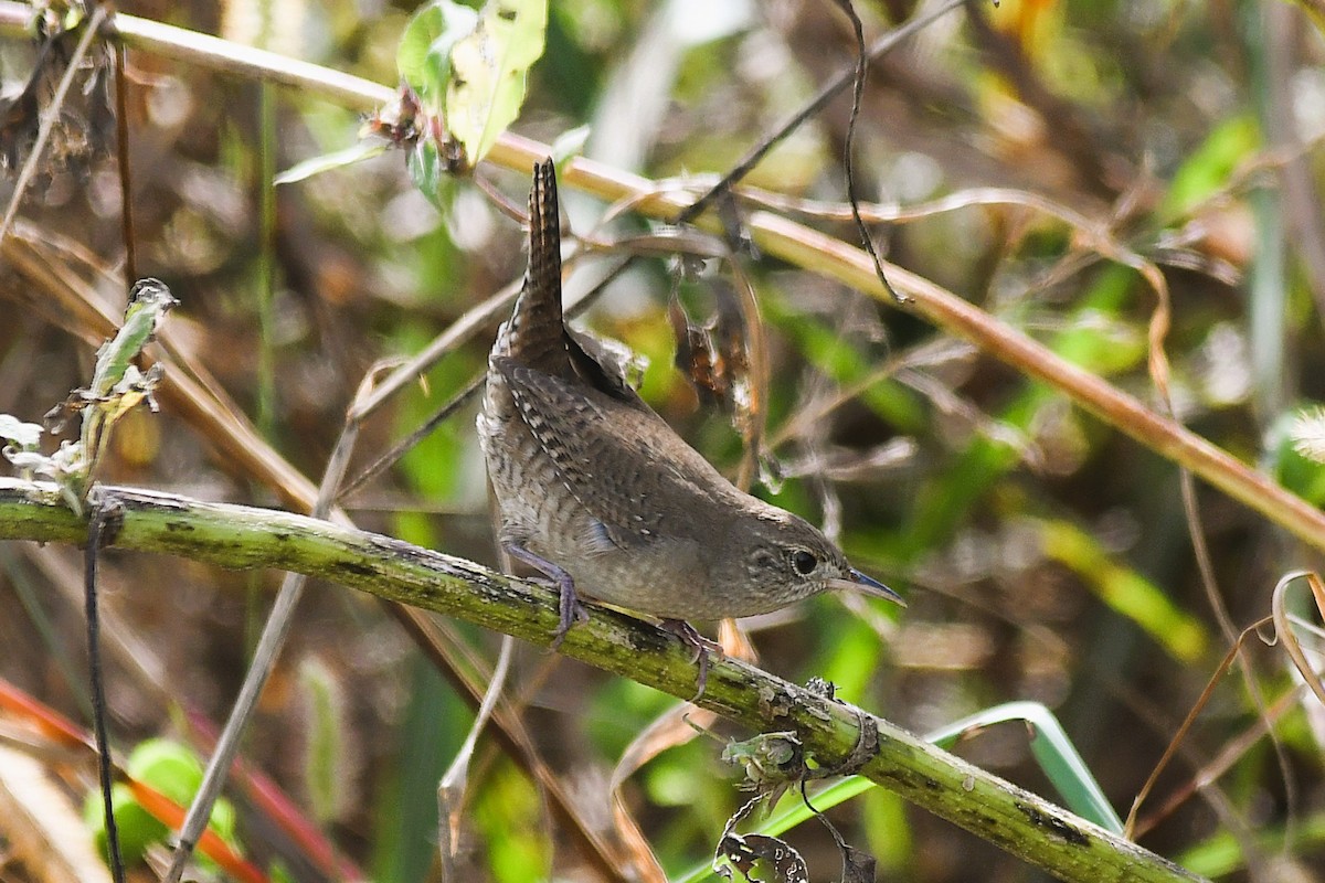 Northern House Wren - ML643422059