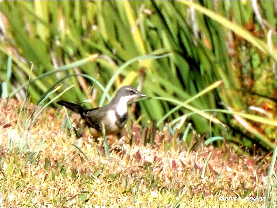 Cape Wagtail - ML643422061