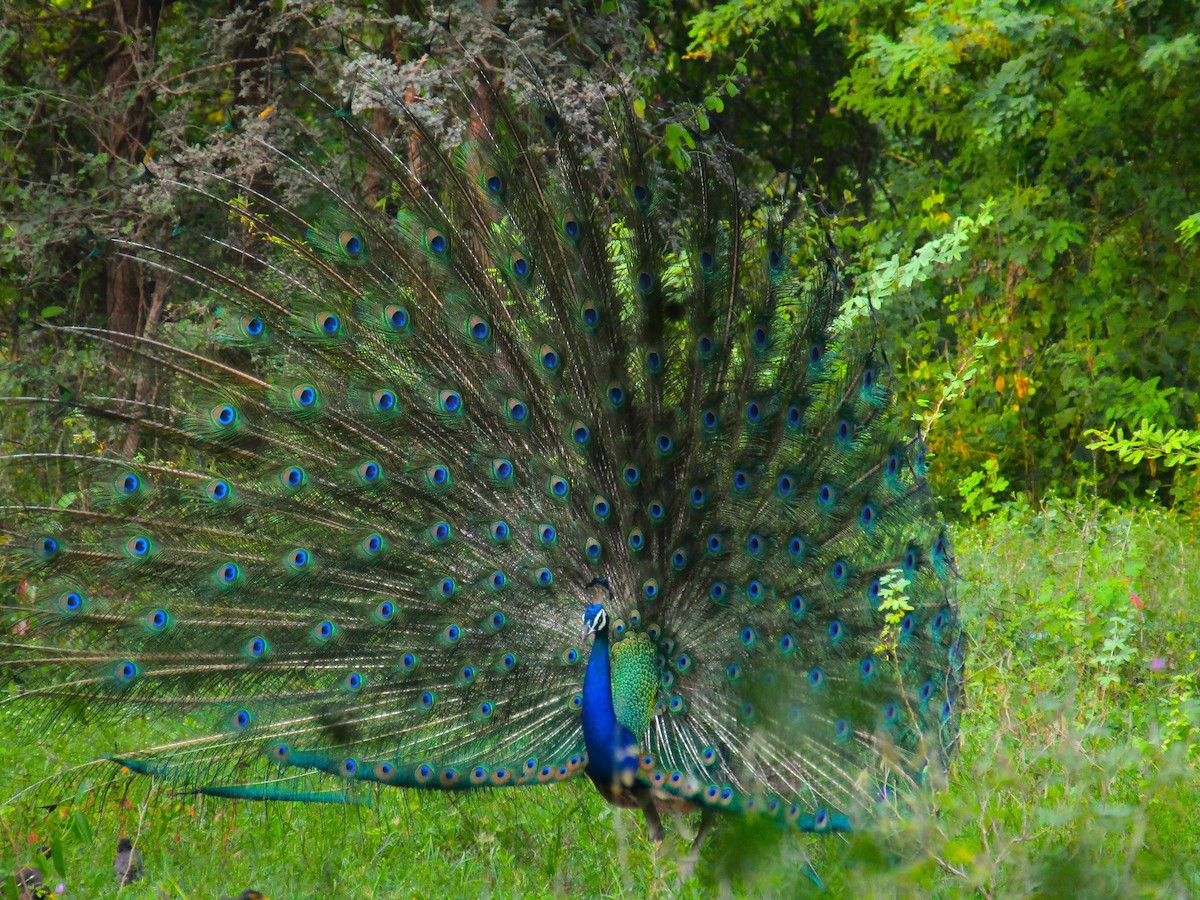 Indian Peafowl - ML643422062