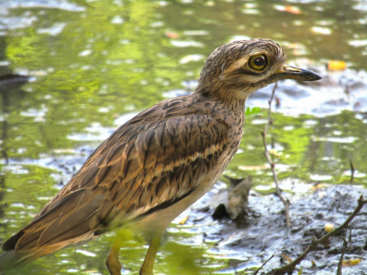 Indian Thick-knee - ML643422066