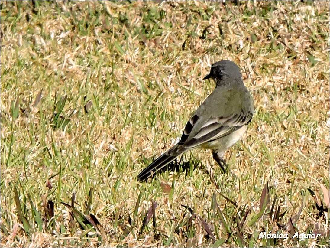 Cape Wagtail - ML643422070