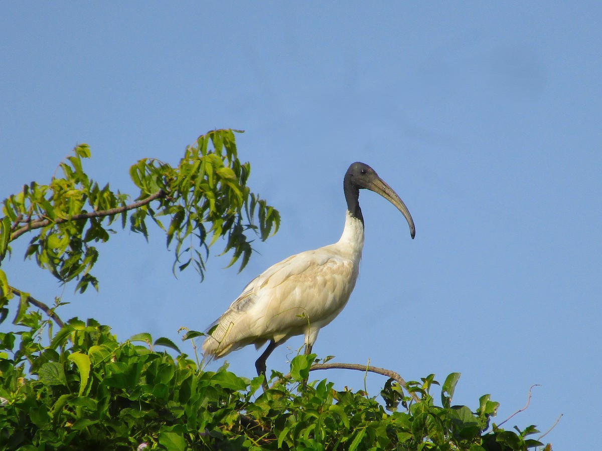 Black-headed Ibis - ML643422071