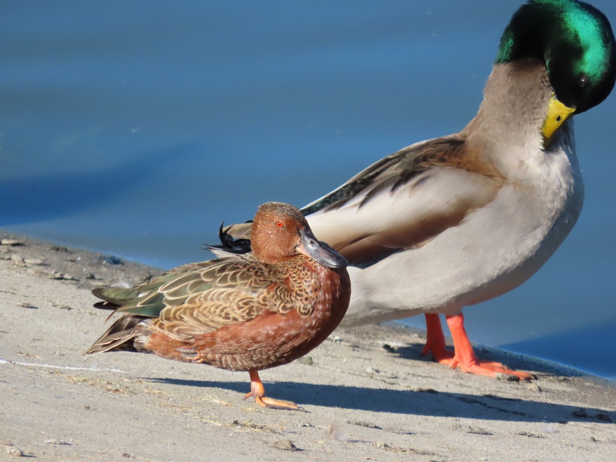 Cinnamon Teal - ML643422072