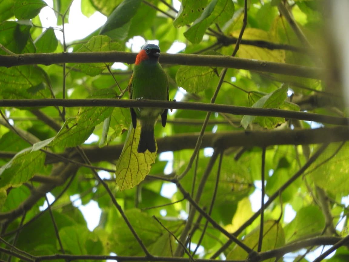 Red-necked Tanager - ML643422074