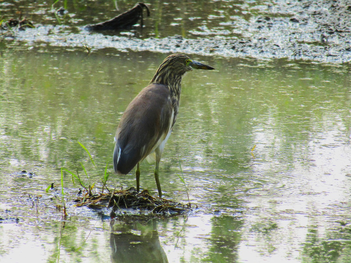 mangrovehegre - ML643422084