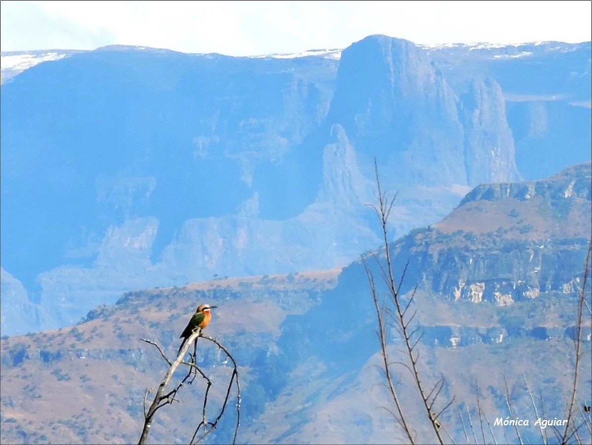 White-fronted Bee-eater - ML643422090