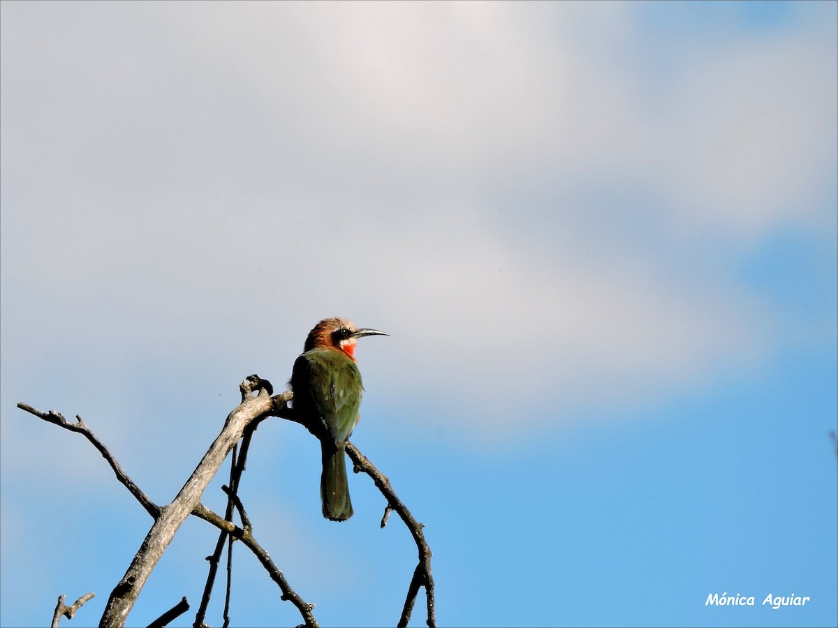 White-fronted Bee-eater - ML643422091