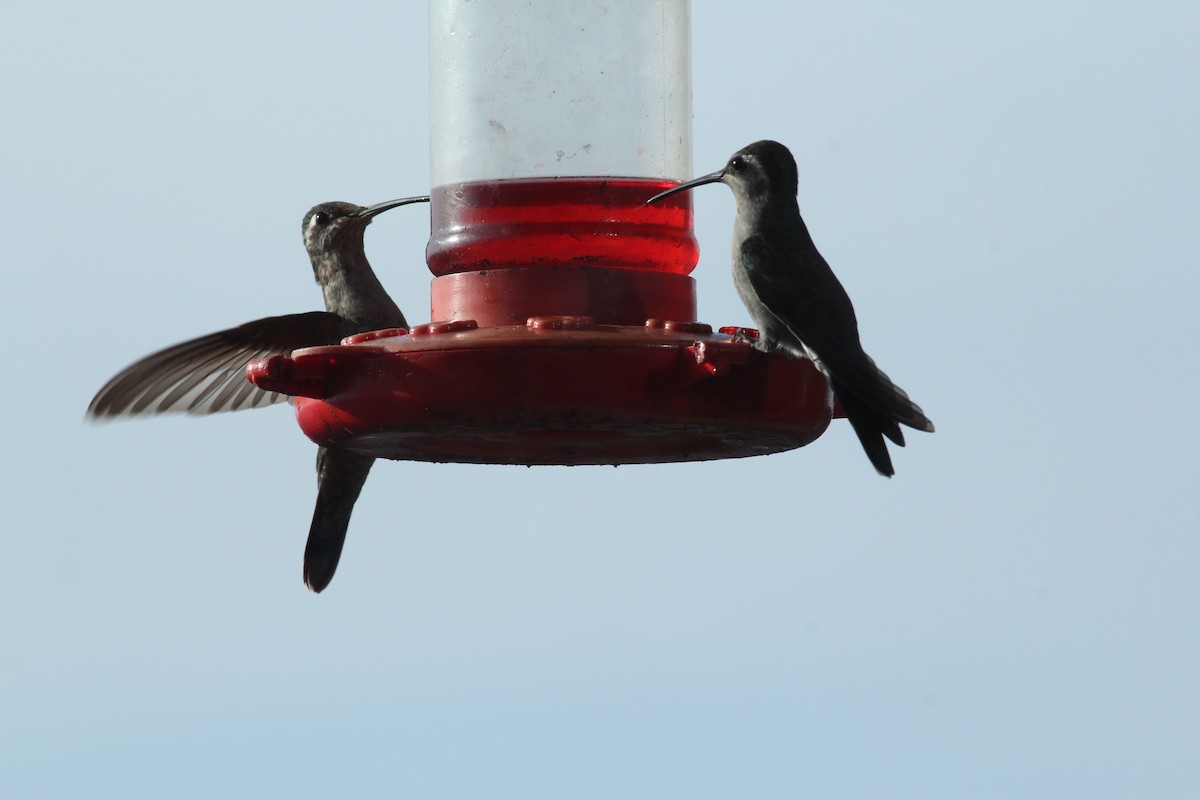 Rivoli's Hummingbird - ML643422096