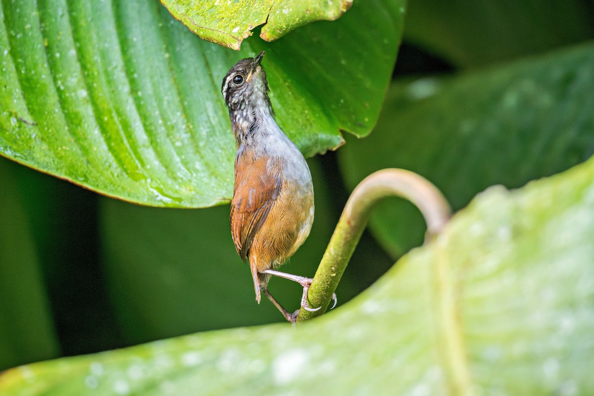 Gray-breasted Wood-Wren - ML643422120