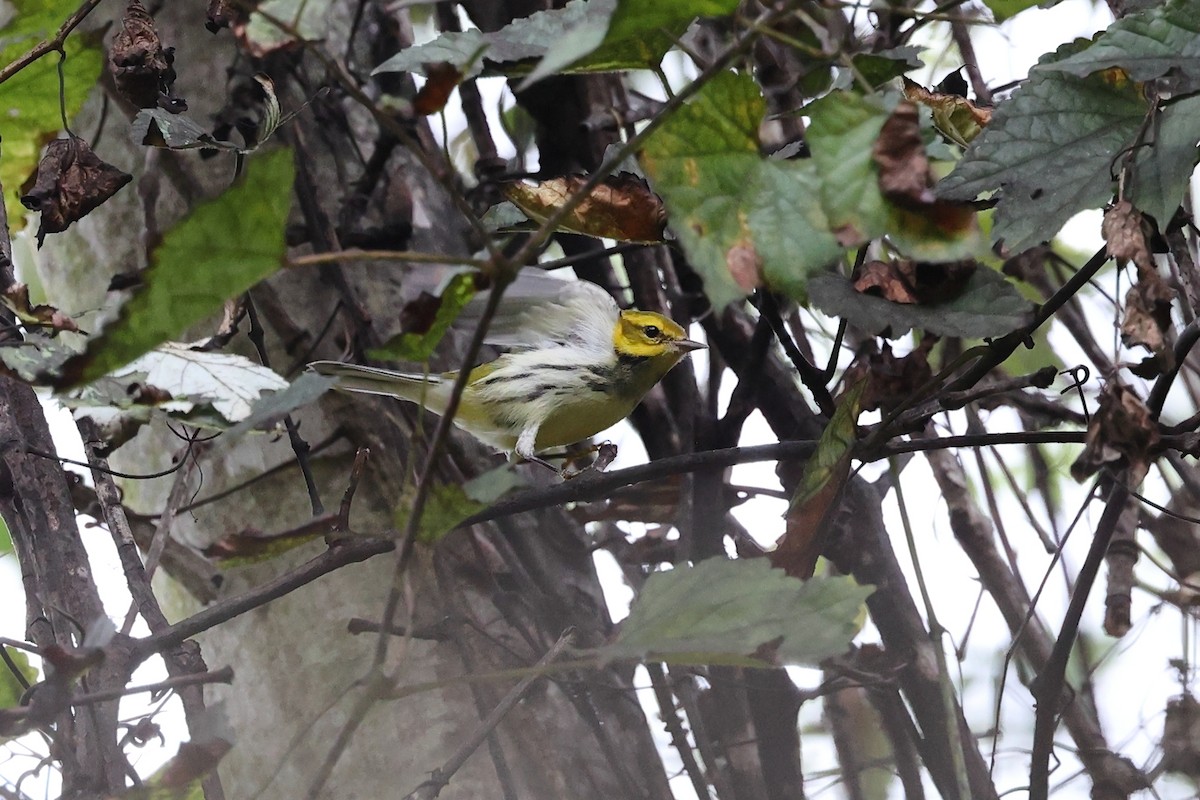 Black-throated Green Warbler - ML643422132