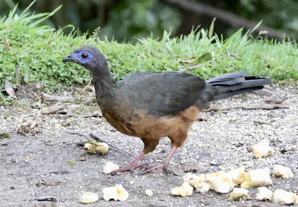 Sickle-winged Guan - ML643422136