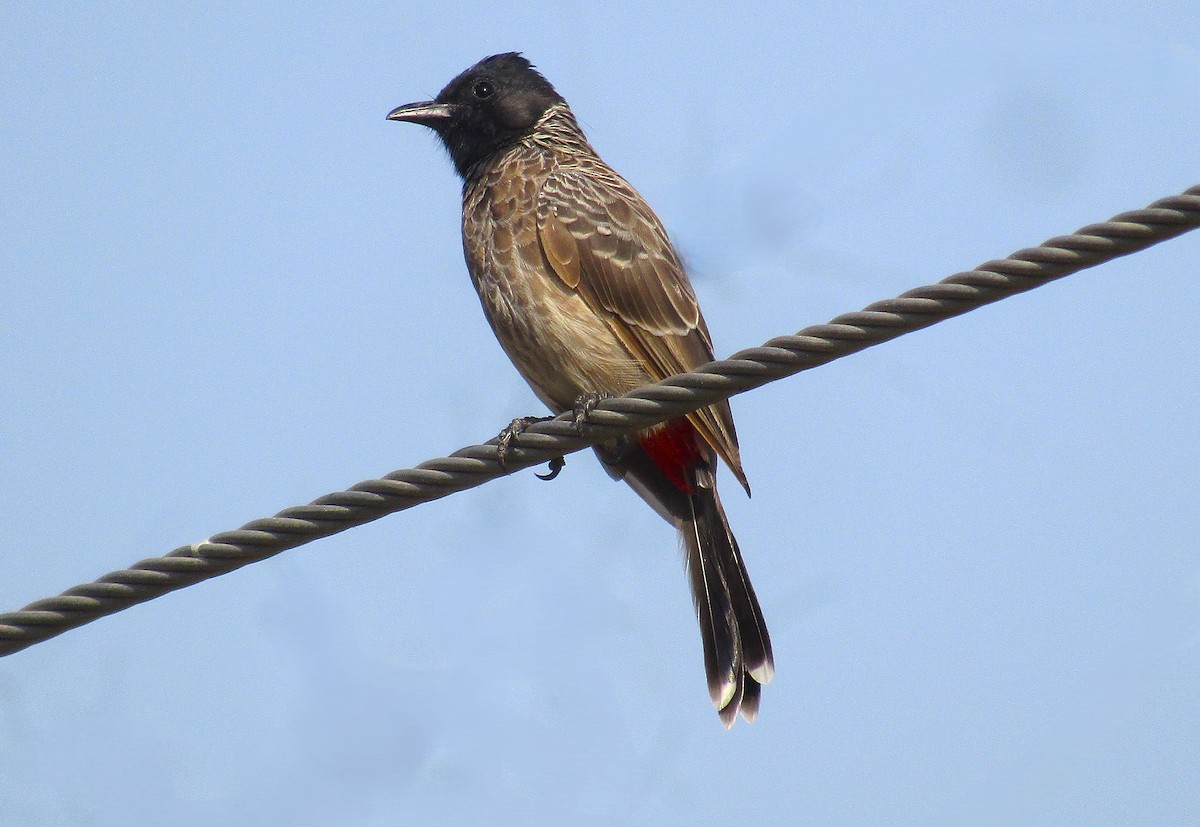 Red-vented Bulbul - ML643422145