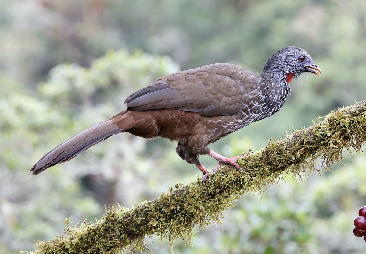 Andean Guan - ML643422162
