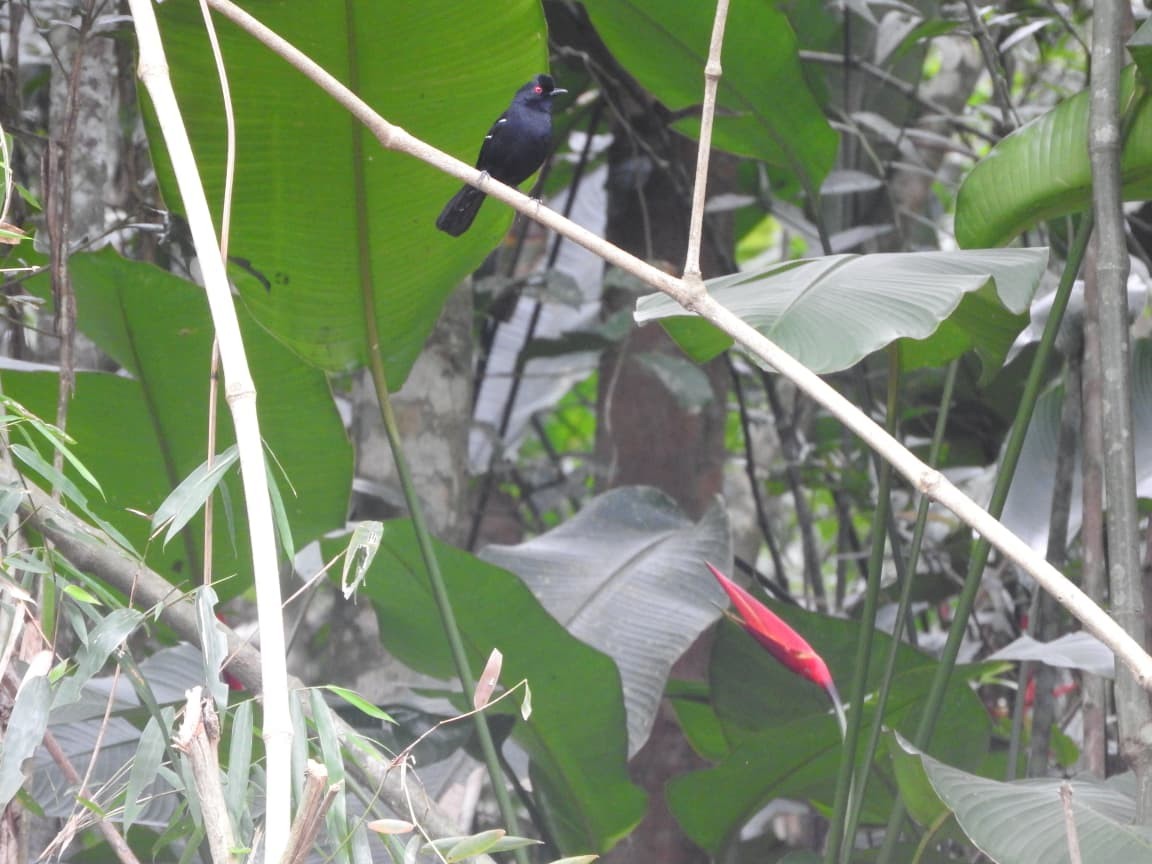 Weißbinden-Ameisenvogel - ML643422164