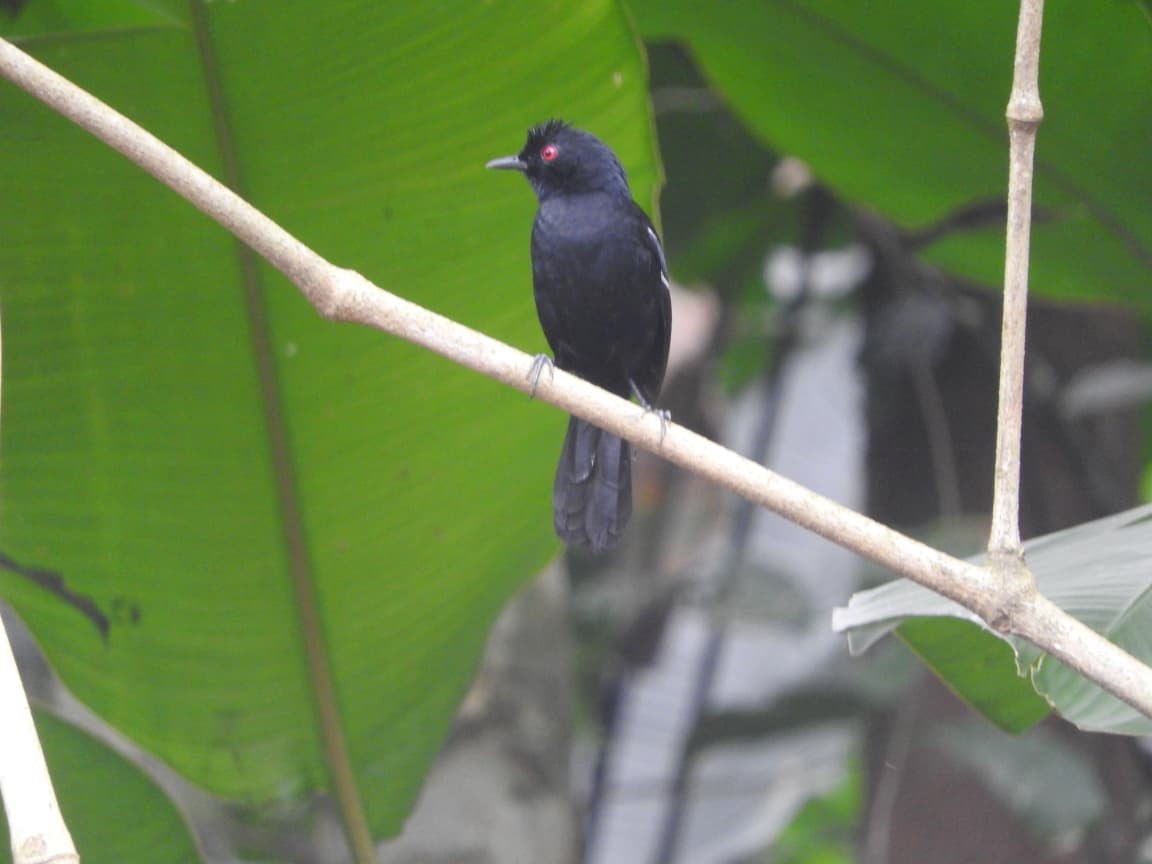 Weißbinden-Ameisenvogel - ML643422165