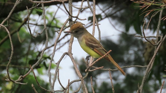 Great Crested Flycatcher - ML643422166